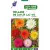 Mélange dahlia Cactus botanic® - 5 bulbes