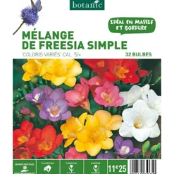 Mélange Freesia Simple botanic® - 32 bulbes