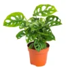Monstera adansonii vert. Le pot Ø 12 cm