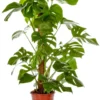 Monstera deliciosa vert. Le pot Ø 24 cm