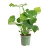Monstera en touffe vert. Le pot Ø 21 cm