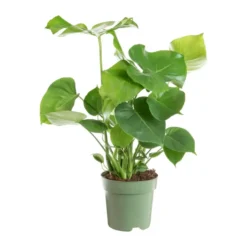 Monstera en touffe vert. Le pot Ø 21 cm