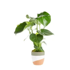 Monstera et son cache-pot en céramique. Le pot Ø 14 cm