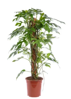Monstera minima vert. Le pot Ø 17 cm