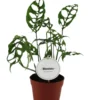 Monstera Obliqua Peru. Le pot de Ø 12 x H 15 cm
