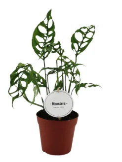 Monstera Obliqua Peru. Le pot de Ø 12 x H 15 cm