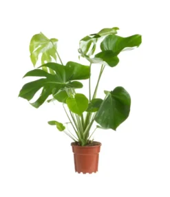 Monstera vert. Le pot Ø 19 cm