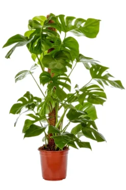 Monstera vert. Le pot Ø 21 cm