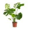 Monstera vert. Le pot Ø 21 cm