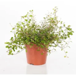 Muehlenbeckia maori