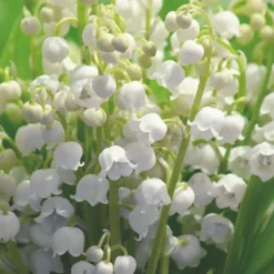 Muguet nantais - 10 brins