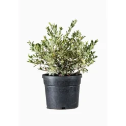 Myrtus Communis Tarentina (Myrte de Tarente) en pot de 3 L vert