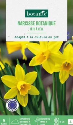 Narcisse botanic® - 9 bulbes