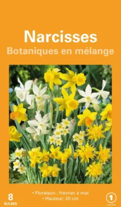 Narcisse en mélange botanic® - 8 bulbes
