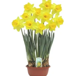Narcisse - La coupe de 16 cm