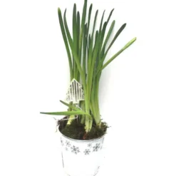 Narcisse - Pot zinc