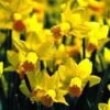 Narcisse tête a tête duo pot terre - La composition