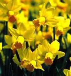 Narcisse tête a tête duo pot terre - La composition