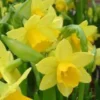 Narcisse tête à tête jaune. La jardinière