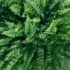 Nephrolepis Boston. Le pot de Ø 24 cm, forme ramifiée