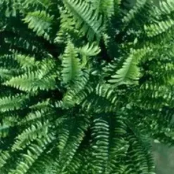 Nephrolepis Boston. Le pot de Ø 24 cm, forme ramifiée