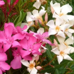 Nerium Oleander extra – Pot de 24L