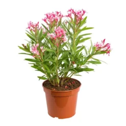 Nerium Oleander Varié – Pot de 7L