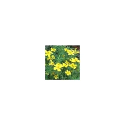 Oeillet d'inde petites fleurs - Le pot de 2,5 litres