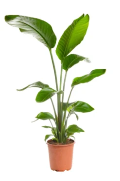 Oiseau de paradis vert. Le pot Ø 23 cm