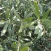 Olea Europaea ou Olivier en coupe Ø 28 cm