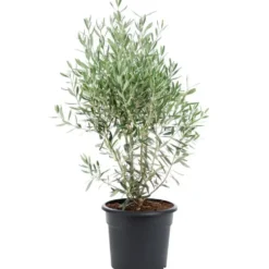 Olea Europaea ou Olivier en pot déco de 10 L