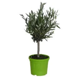 Olivier Olea Europaea – Pot de 3L