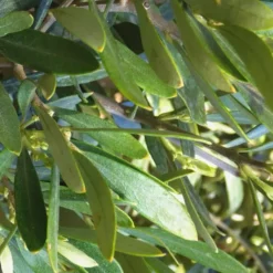 Olivier ¼ tige en pot de 3 L