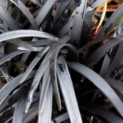 Ophiopogon Planiscapus Nigrescens (barbe de serpent) en pot de 2 L noir