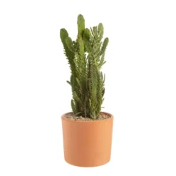 Opuntia mix en pot terre cuite Ø 20 cm
