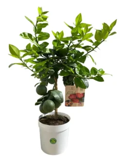 Oranger Arcobal 1/4 tige coloris orange - 5 L