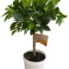 Oranger coloris orange - 5 L