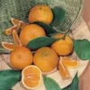 Oranger. Le pot de 25 litres