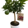 Oranger Moro 1/4 tige coloris orange - 5 L