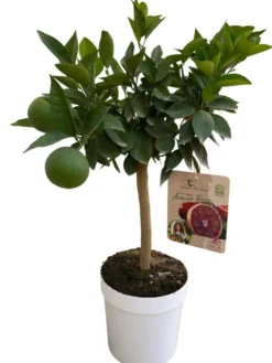 Oranger Moro 1/4 tige coloris orange - 5 L