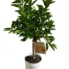 Oranger Tarocco 1/4 tige coloris orange - 5 L