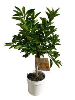 Oranger Tarocco 1/4 tige coloris orange - 5 L
