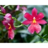 Orchidée Cambria nelly isler