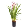 Orchidée Cymbidium