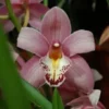 Orchidée Cymbidium 2 branches rose. Le pot de Ø 12 x H 65 cm