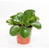 Orchidée Peperomia obtusifolia. Le pot Ø 12 cm