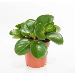 Orchidée Peperomia obtusifolia. Le pot Ø 12 cm