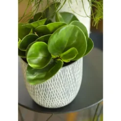 Orchidée Peperomia obtusifolia. Le pot Ø 12 cm