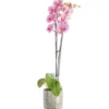 Orchidée Phalaenopsis 50cm avec cache pot céramique Ø 12 cm