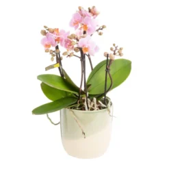Orchidée Phalaenopsis (Phalaenopsis Boquetto) + cache-pot céramique Ø 12 cm